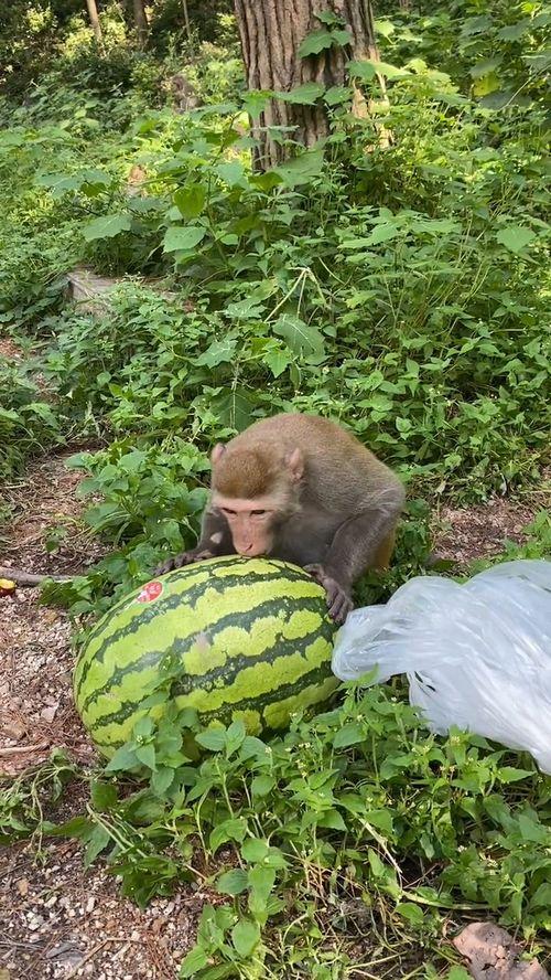 jd哥吃瓜,揭秘娱乐圈幕后真相