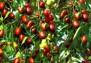 梦到吃枣吃瓜,枣香瓜甜，探寻梦境中的美食之旅