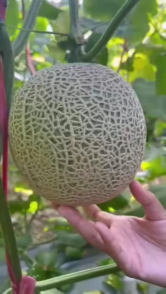 玲珑蜜瓜加热吃,热食新体验，甜蜜暖意浓