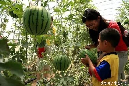 人工采摘乳瓜怎么吃